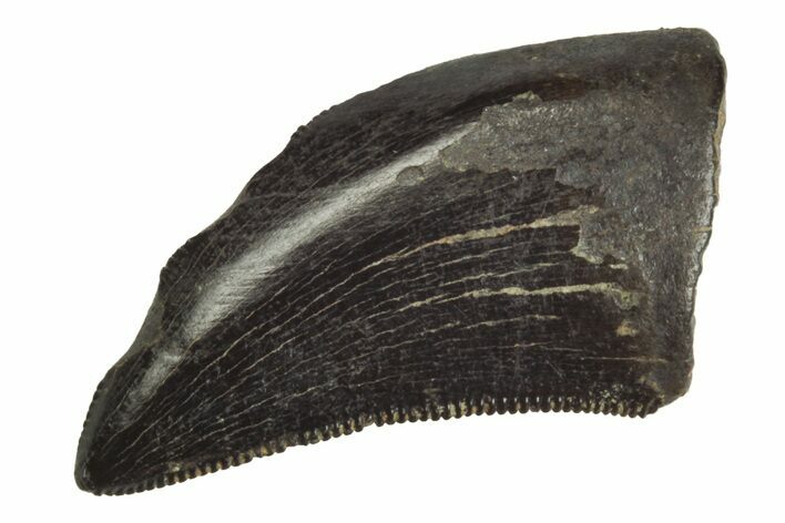 Serrated Juvenile Tyrannosaur Tooth - Judith River Formation #231248